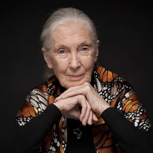 Image for Jane Goodall, Iconic Chimpanzee Expert, Dies at 91