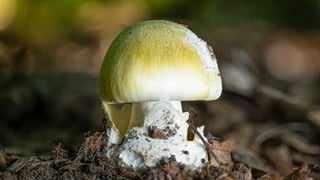 Image for What You Need to Know About the Erin Patterson Poison Mushroom Case