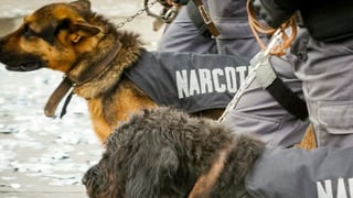 Image for Police Sniffers Dogs, Strip-Searches at Music Festivals Should be Re-Evaluated: Report