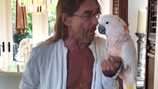 Image for Even Iggy Pop&#8217;s Parrot Loves Hoodoo Gurus