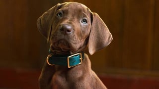 Image for ‘Scooby-Doo’ Live-Action Netflix Series Reveals First Look at Crime-Solving Canine, to Premiere in 2027