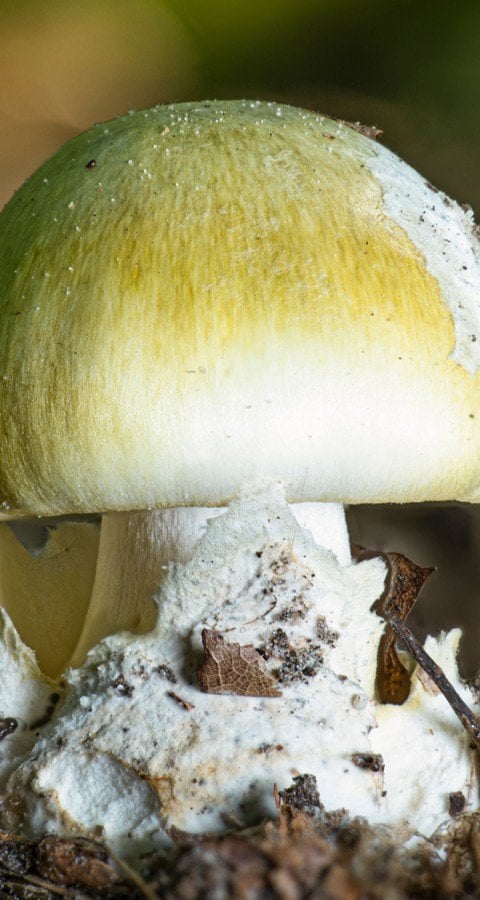 Image for Erin Patterson Poison Mushroom Case: What You Need to Know